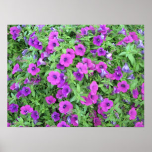 Purple Petunias Poster