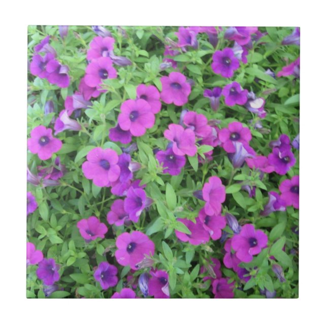 Purple Petunias Tile (Front)
