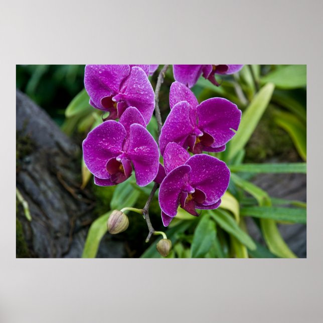 Purple Phalaenopsis Orchid Poster (Front)