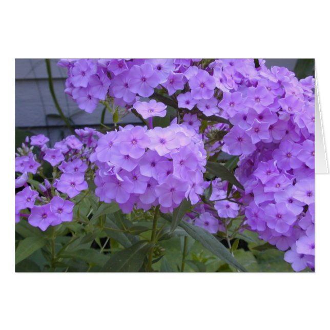 Purple Phlox card (Front Horizontal)