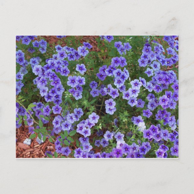 Purple Phlox flowers on a Postcard (Front)