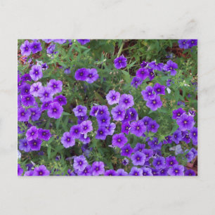Purple Phlox flowers on a Postcard