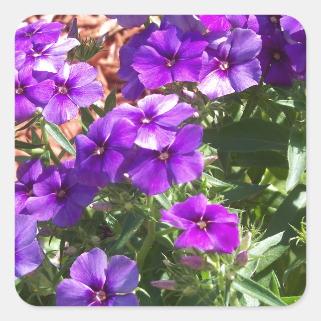 Purple Phlox flowers Square Sticker (Front)
