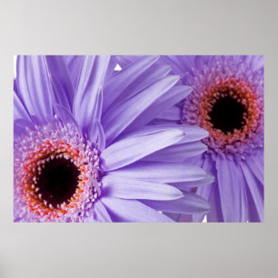 Purple Pink Daisy Customized Daisies Template Poster