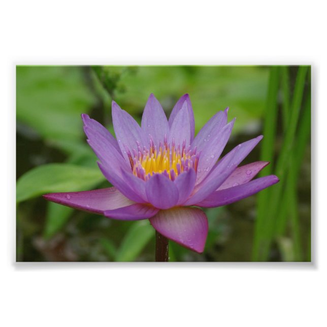 Purple Pink Water Lily Flower Photo Print (Front)