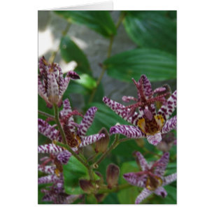 Purple pink white striped orchid like flower lilly