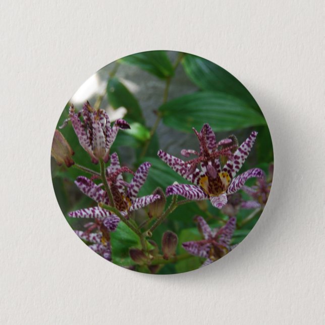 Purple pink white striped orchid like flower lilly 2 inch round button (Front)