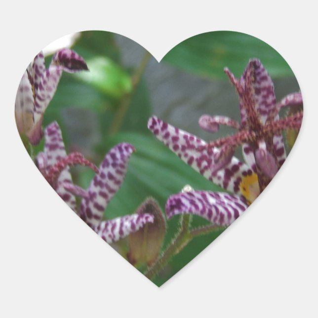 Purple pink white striped orchid like flower lilly heart sticker (Front)