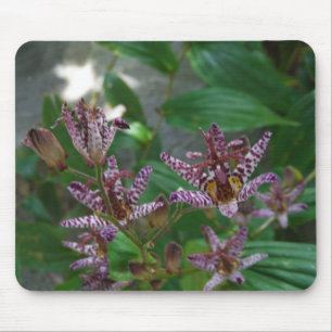 Purple pink white striped orchid like flower lilly mouse pad
