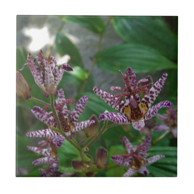 Purple pink white striped orchid like flower lilly tile (Front)