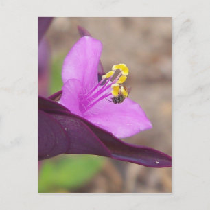 purple plant called spiderwort and a tiny bee postcard
