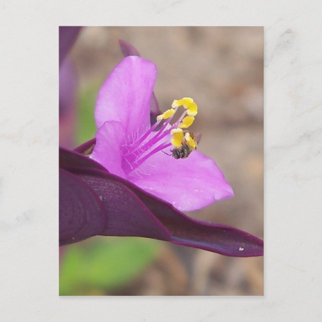 purple plant called spiderwort and a tiny bee postcard (Front)