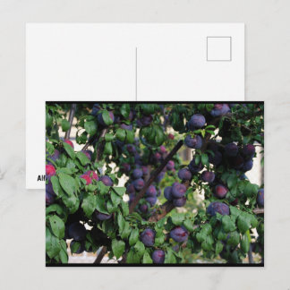 Purple Plums Nestled Among the Leaves Postcard
