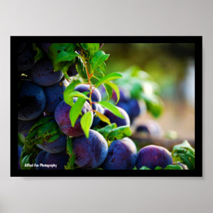 Purple Plums on Tree Poster
