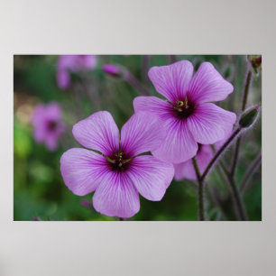 Purple Poppies Poster