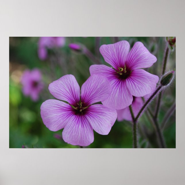 Purple Poppies Poster (Front)