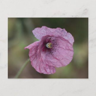 Purple Poppy Postcard