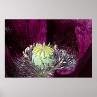 Purple Poppy Poster