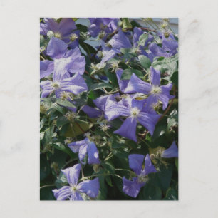 Purple Postcard