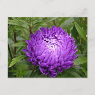 Purple postcard - MS JOH 2011