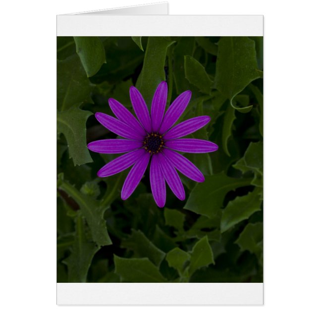 Purple Power (Front)