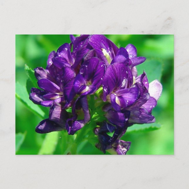 Purple Prairie Alfalfa Postcard (Front)