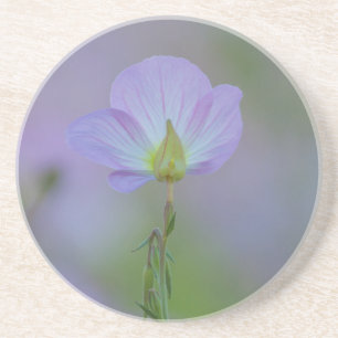 Purple Primrose Coaster