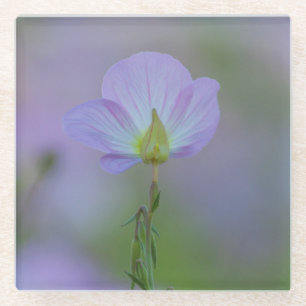 Purple Primrose Glass Coaster