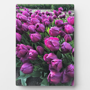 Purple Prince Tulips Plaque