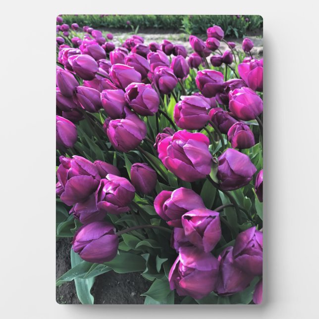 Purple Prince Tulips Plaque (Front)