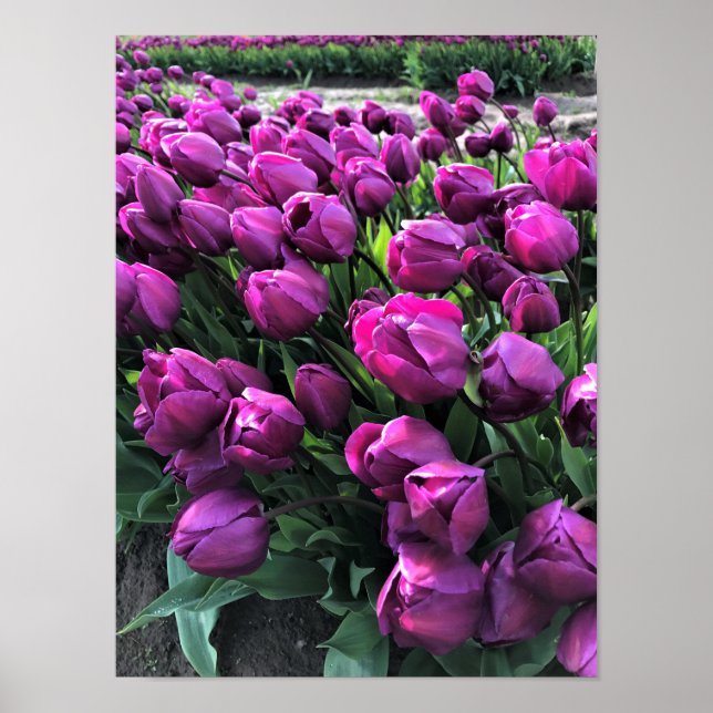 Purple Prince Tulips Poster (Front)