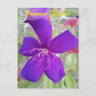 Purple Princess Flower - carte postale