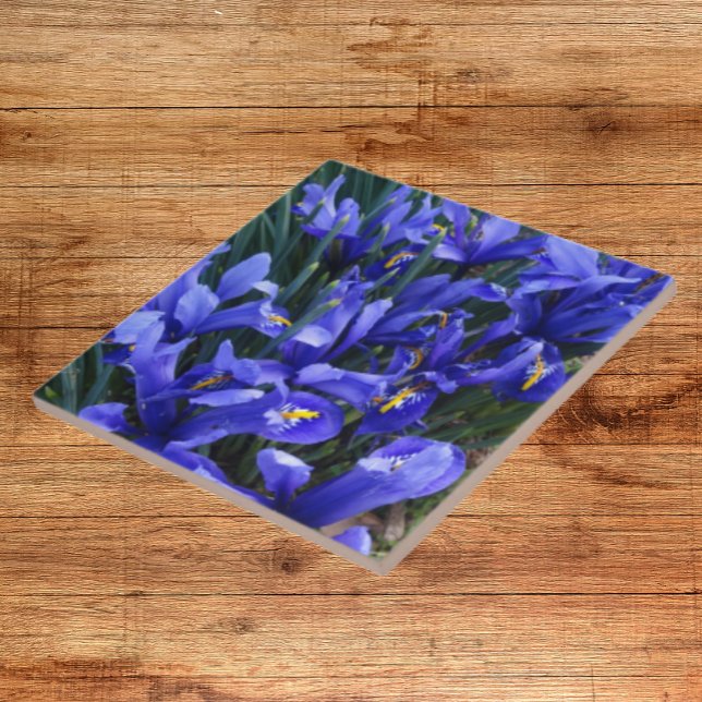 Purple Reticulated Irises Floral Tile (In Situ)