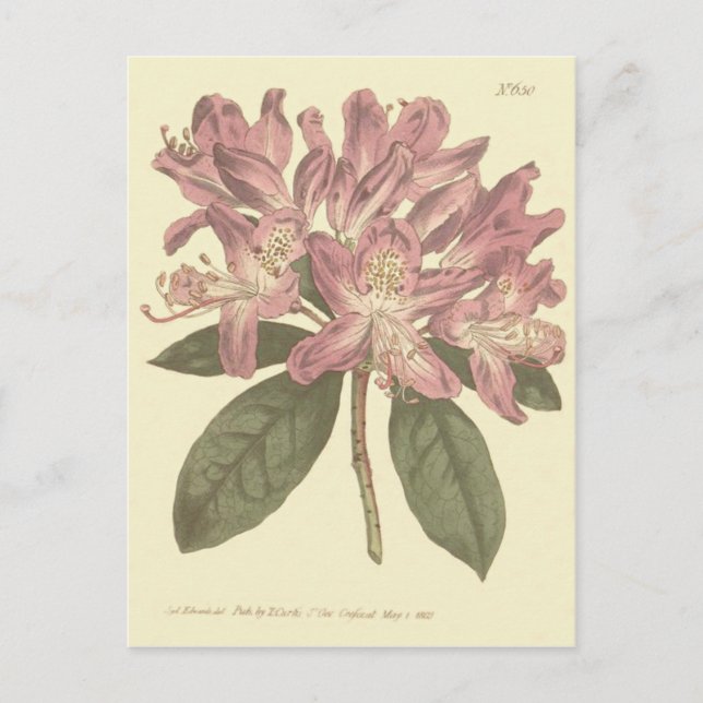 Purple Rhododendron Illustration Postcard (Front)