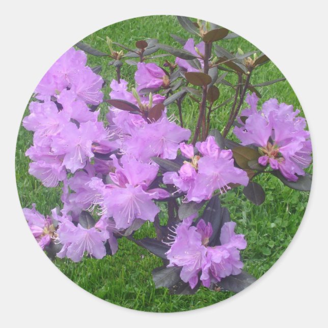 Purple Rhododendron Stickers (Front)
