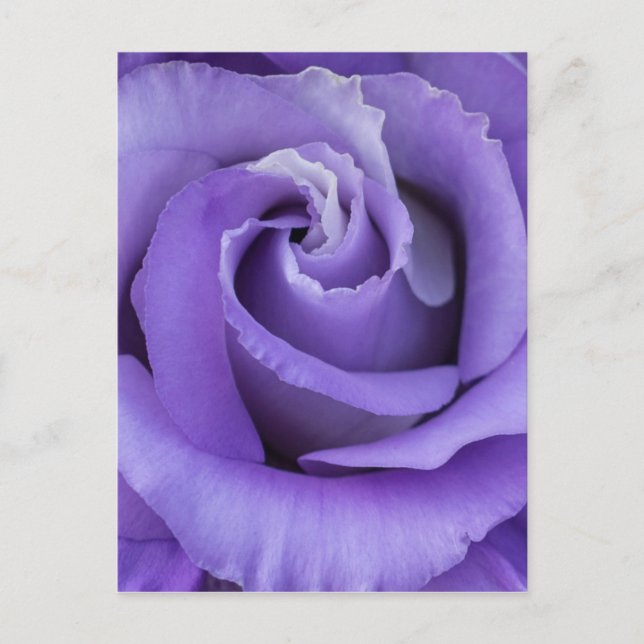 Purple Rose Floral Postcard (Front)