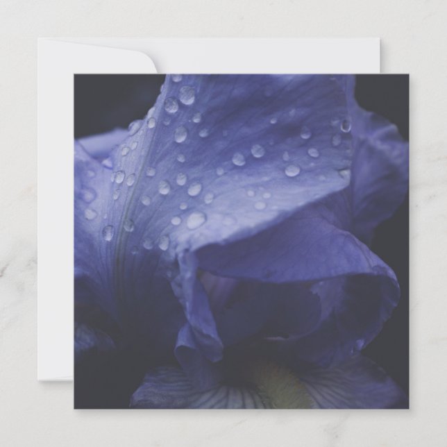Purple Rose Flower Card (Front)
