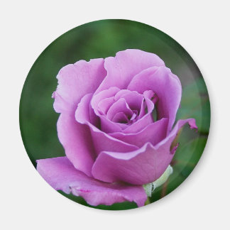 Purple Rose Magnet