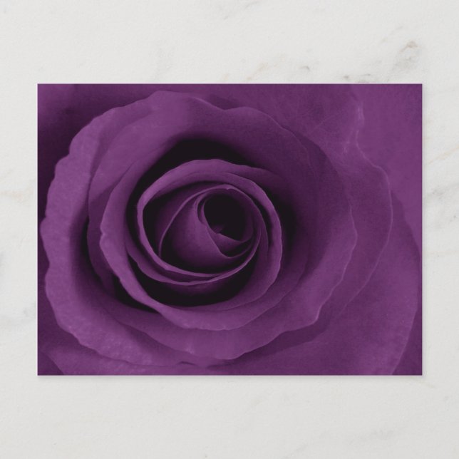 Purple Rose of Artsy Postcard (Front)