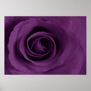 purple rose of Etsy Poster