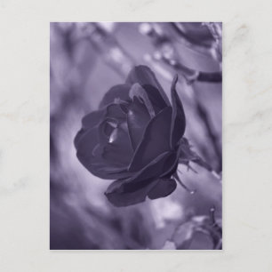 Purple Rose Postcard