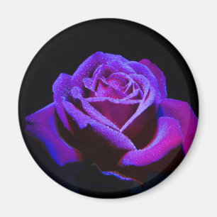 Purple Rose With Water Drops on Black Background Magnet