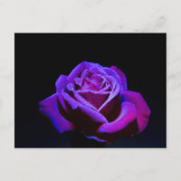 Purple Rose With Water Drops on Black Background