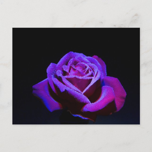 Purple Rose With Water Drops on Black Background Postcard (Front)