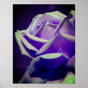 Purple Rosebud  Poster