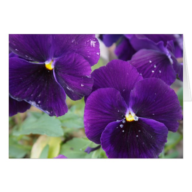 Purple Royalty (Front Horizontal)