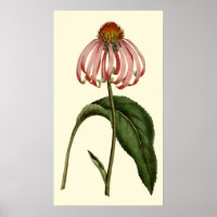 Purple Rubibeckia Flower