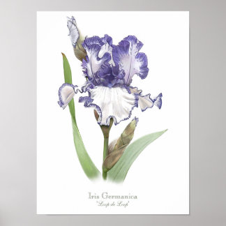 Purple Ruffled Iris Original Art Print