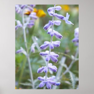 Purple Russian Sage - Perovskia Poster