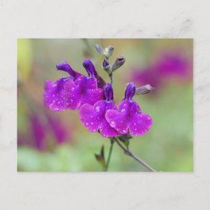 Purple Salvia Flowers Postcard
